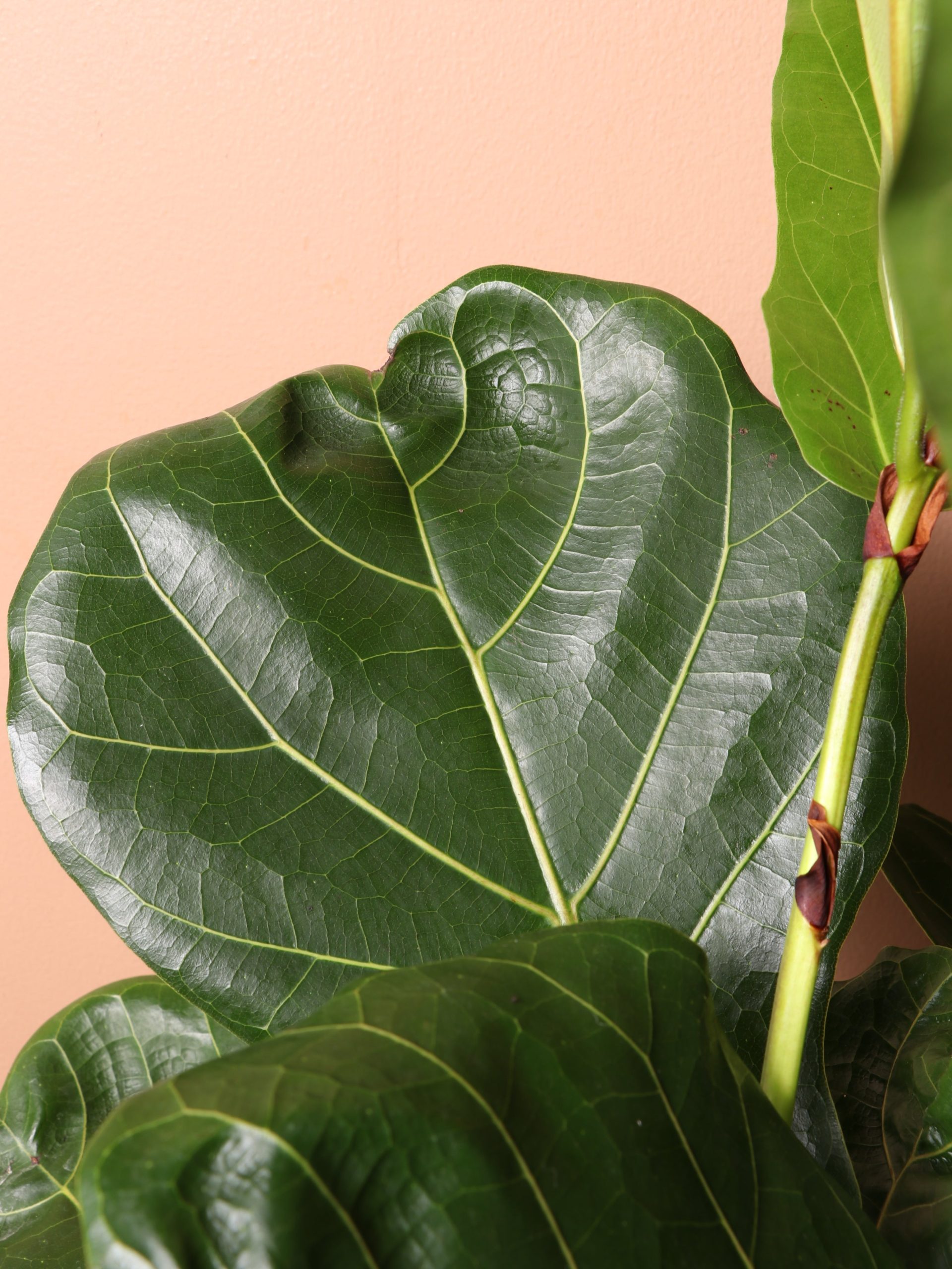 Extra Large Fiddle Leaf Fig – Online Plant Store 